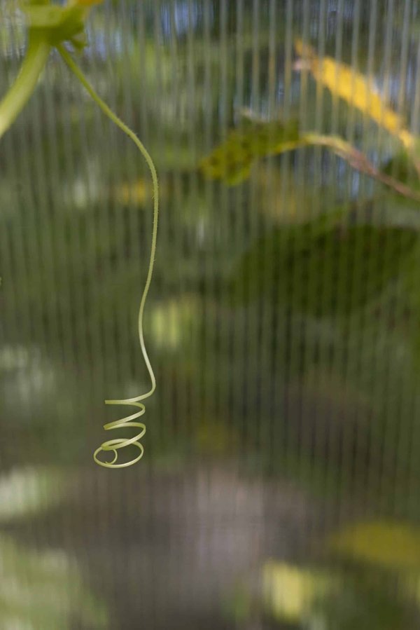 How to Help a Dog with Separation Anxiety Cope with Post-Lockdown Changes?